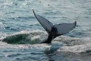 A whale with its tail in the air after jumping and diving back into the ocean.